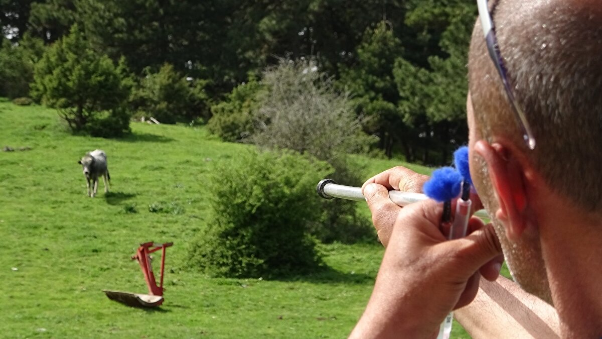 Burada iki ay kalan danaların evcilleşmesi sağlanıyor.
