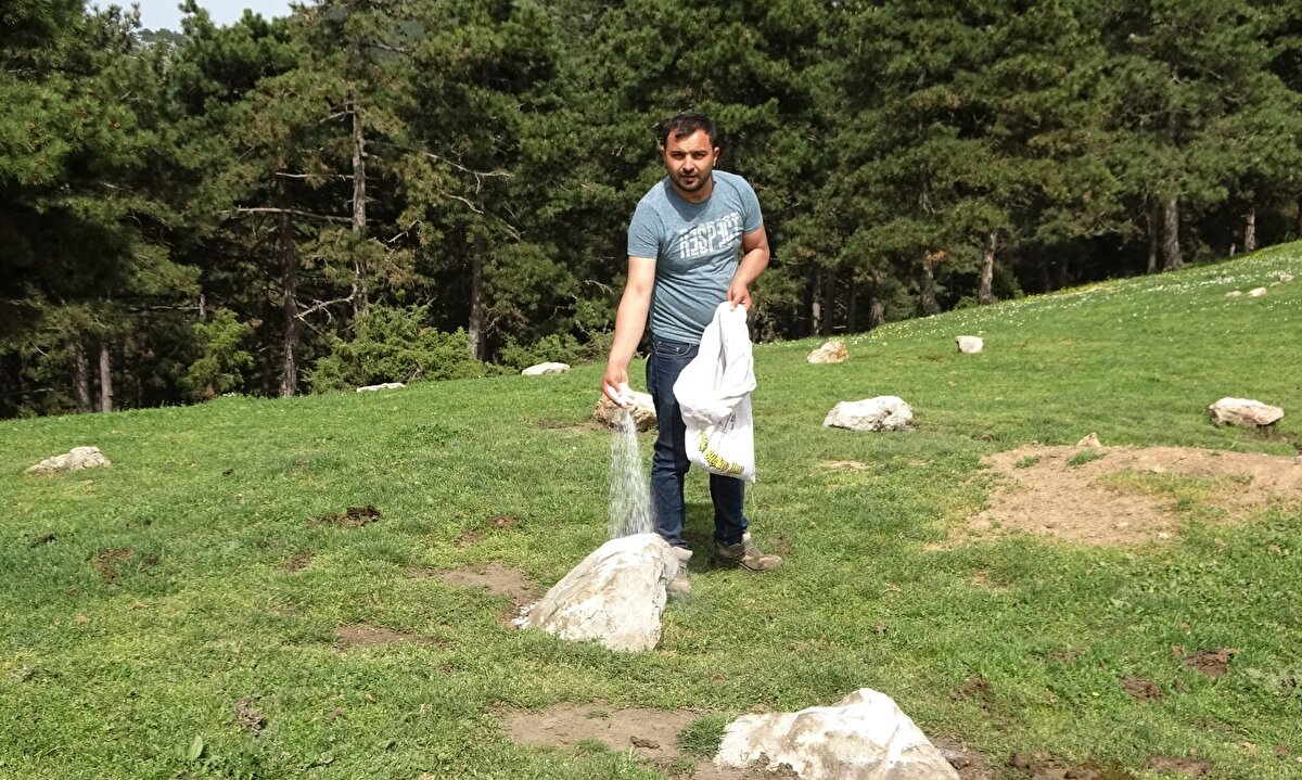 İki yaşına basan danalar kurban bayramı öncesi sahipleri tarafından dağın belli bölgelerine tuz dökülerek tuzağa çekilip uyuşturucu iğneyle yakalanıp kurbanda satılmak üzere ahırlara götürülüyor.
