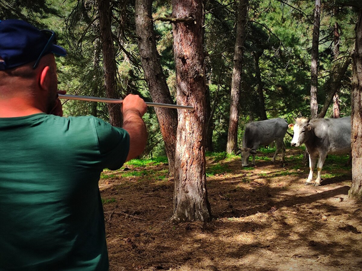 Şimşek, "Bu yıl 80 tane dana yakalayacağız" dedi.