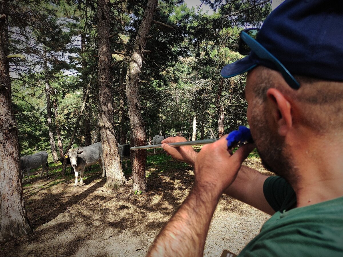 Şimşek, konuşmasının devamında şu ifadelere yer verdi :

"10 kişi günde 4 tane danayı zor yakalıyoruz. Kurbana kadar yakalama işlemi devam edecek. Bu hayvanlar tamamen doğal beslendiği için talibi de çok. Danaların tanesini 10 bin ile 20 bin lira arasında değişen fiyatlarla satıyoruz. 