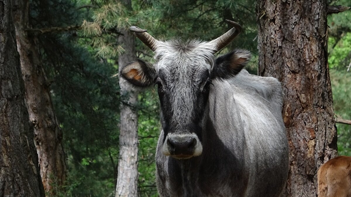 Sadece ayılara karşı koyamayan bu hayvanların yılda 30 tanesini ayılar telef ediyor.

