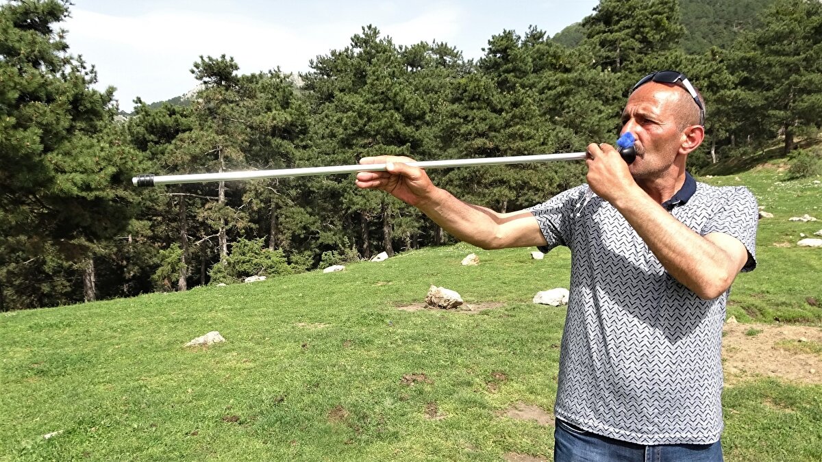 Bu danaların sahipleri bu hayvanları uzaktan takip ediyor.
