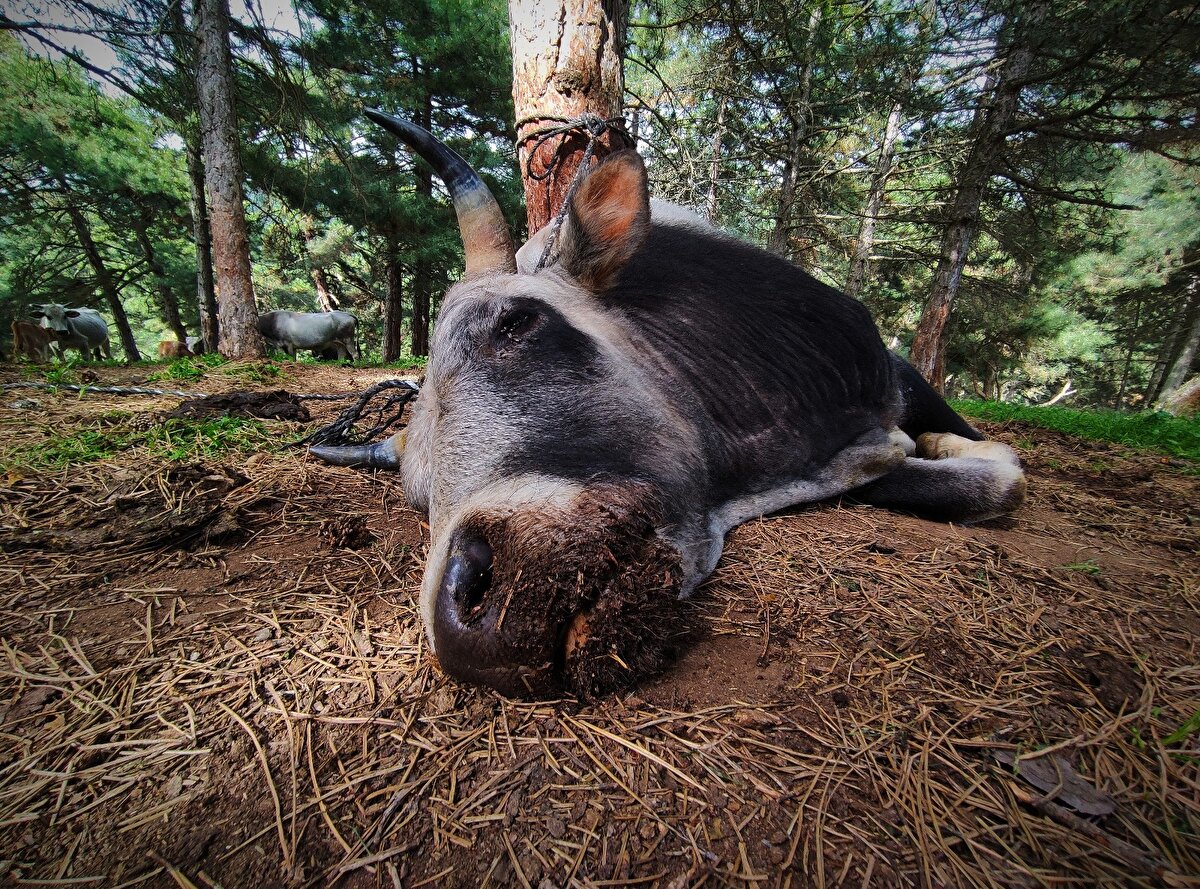 Şimşek şöyle konuştu:

"Biz bu hayvanları sadece uzaktan takip ediyoruz. Bu danalar 2 yaşına geldiği zaman belli bölgelere tuz döküp hayvanları buraya çekerek uyuşturucu iğneyle bayıltarak yakalayabiliyoruz" 