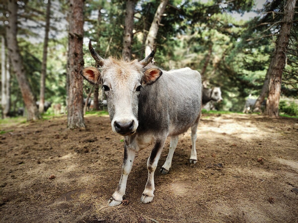 "Ayı hariç yırtıcı hayvanlara karşı kendilerini koruyabiliyorlar" ifadelerini kullanan Şimşek, "Biz ayılarla ortak çalışıyoruz. Ayılar her yıl 30 tane buzağıyı öldürüp yiyor" şeklinde konuştu.
Şimşek, "Bu hayvanlar yabani hayata uyumlu eksi 40 derece soğuğa dayanabiliyor" dedi.
