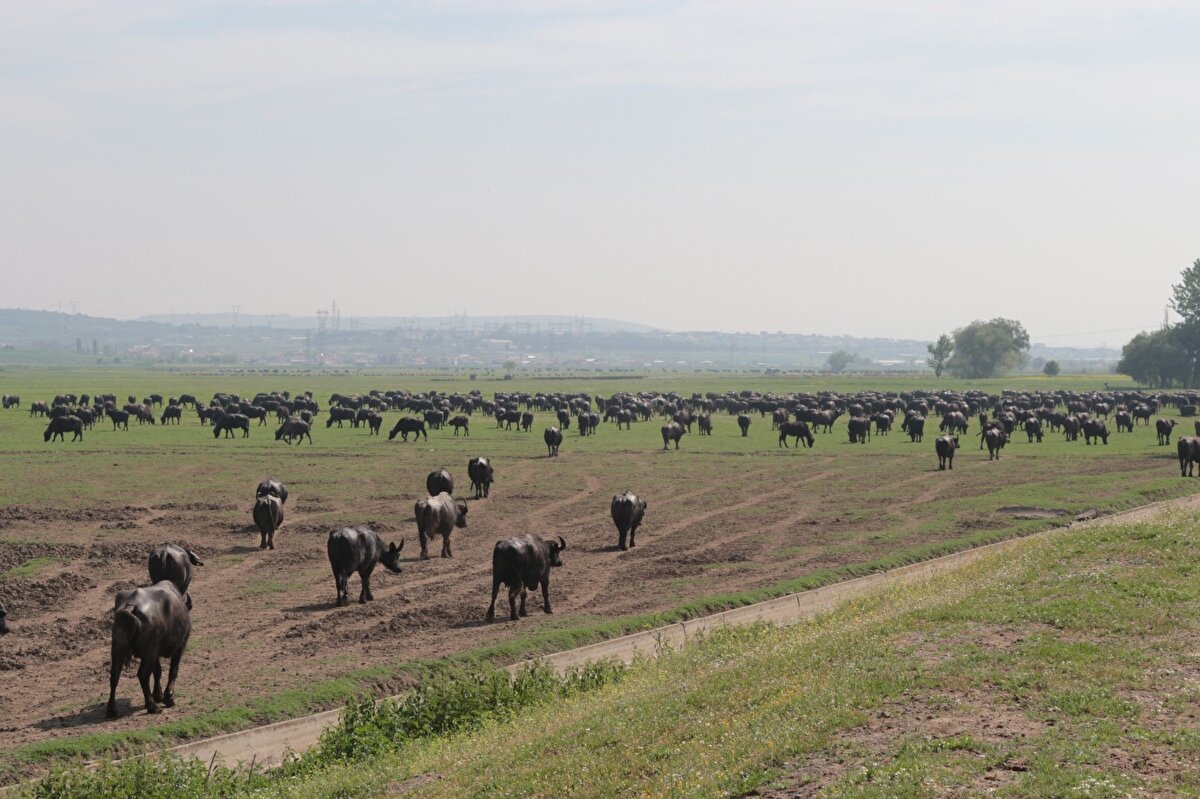 Yakupköy kırsal mahallesinde dördüncü kuşak manda üreticisi Ali Çırpıcı, “Yakupköy’de manda üreticiliği yapıyorum. Ben dördüncü kuşağım. Dedem, babam ve benden sonra oğlum da manda üreticiliği yapıyor. Köyümüzde 750 adet manda var. Mandalar sabah saat 08.00’de sığıra çıkar, akşamüzeri 17.30 gibi ahırlarına geri dönerler. Köyümüzde manda sütünden kaymak ağırlıklı çalışmaktayız. Son iki yıldır manda sütünü yoğurt olarak da değerlendirmekteyiz. Manda sütünün fiyatı şu anda litresi 10 lira civarında, kaymak ise 90 ila 110 lira arasında alıcı buluyor.

