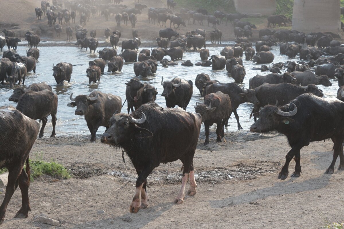 Köyümüzün geçimi daha çok manda üretimiyle gerçekleşmektedir. Köyümüz genelinde 52 hanede manda yetiştiriciliği yapılmaktadır. Daha önce tarlalarımıza domates, biber, pancar gibi ürünler ekerken şimdi buğday, silajlık mısır ekmeye başladık. Pandemi döneminde herkes evlerine kapanmışken biz manda üreticileri olarak yaylıma çıkıyoruz. Çünkü hayvanlarımızı doyurmak zorundayız. Hükümet de bu konuda çiftçileri muaf tuttuğu için kısıtlama döneminde bile üretime devam ediyoruz” diye konuştu.

