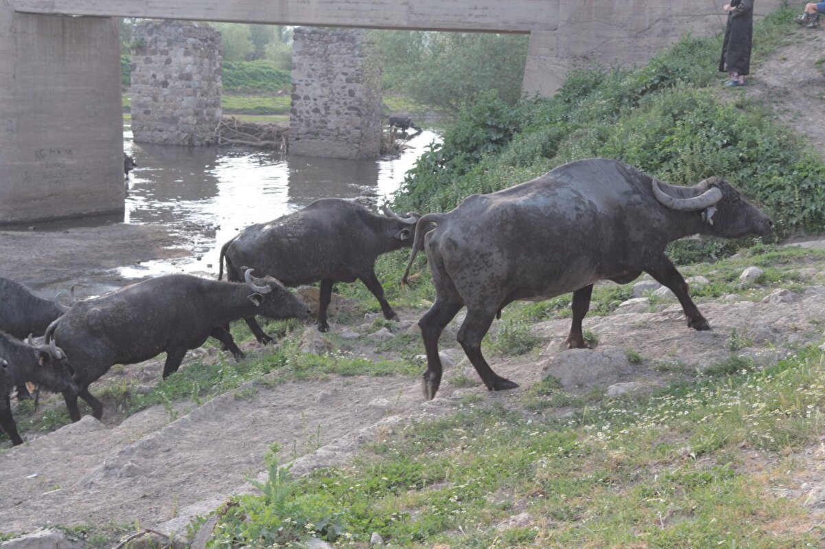 Bölgedeki mandacılık ile birlikte manda sütü, manda kaymağı ve manda yoğurdu üretiminin de her geçen gün arttığına dikkat çeken üreticiler mandacılığın kuşaktan kuşağa aktarılmasını sağlamak istediklerini belirtiyor.

