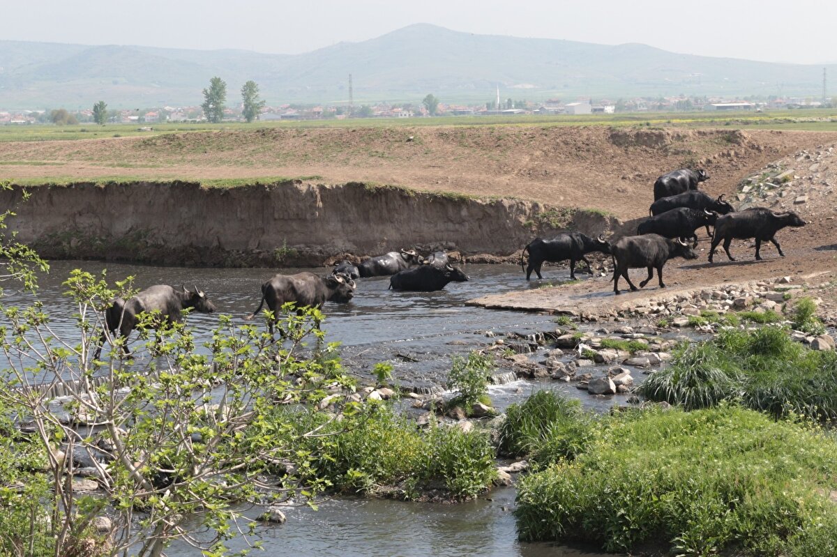 Balıkesir’in Balıklı ve Yakupköy kırsal mahallelerinin günümüzde de en büyük gelirlerinden birisini oluşturan manda yetiştiriciliği 2010 yılından bu yana verilen desteklerle altın çağını yaşıyor. 2010’lu yıllarda bölgede bin 500 civarında bulunan manda sayısı günümüzde 5 binli rakamların üzerine çıktığı görülüyor. 

