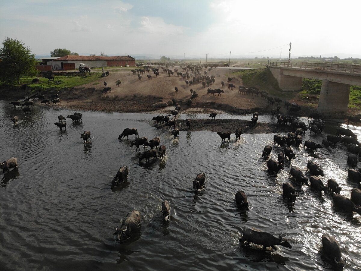 Balıklı kırsal mahallesinde mera ile mahalle arasında bulunan dereden geçerek ahırlarına dönen manda sürüsü Afrika’daki öküz başlı antilopların büyük göçünü hatırlattı.

