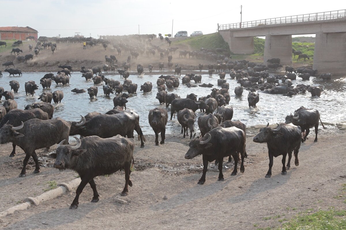 Bölgede bulunan yaklaşık 5 binin üzerindeki manda sürüsü sabah erken saatlerde meraya salınırken, mandaların akşam eve dönüş saatlerinde renkli görüntüler oluştu.

