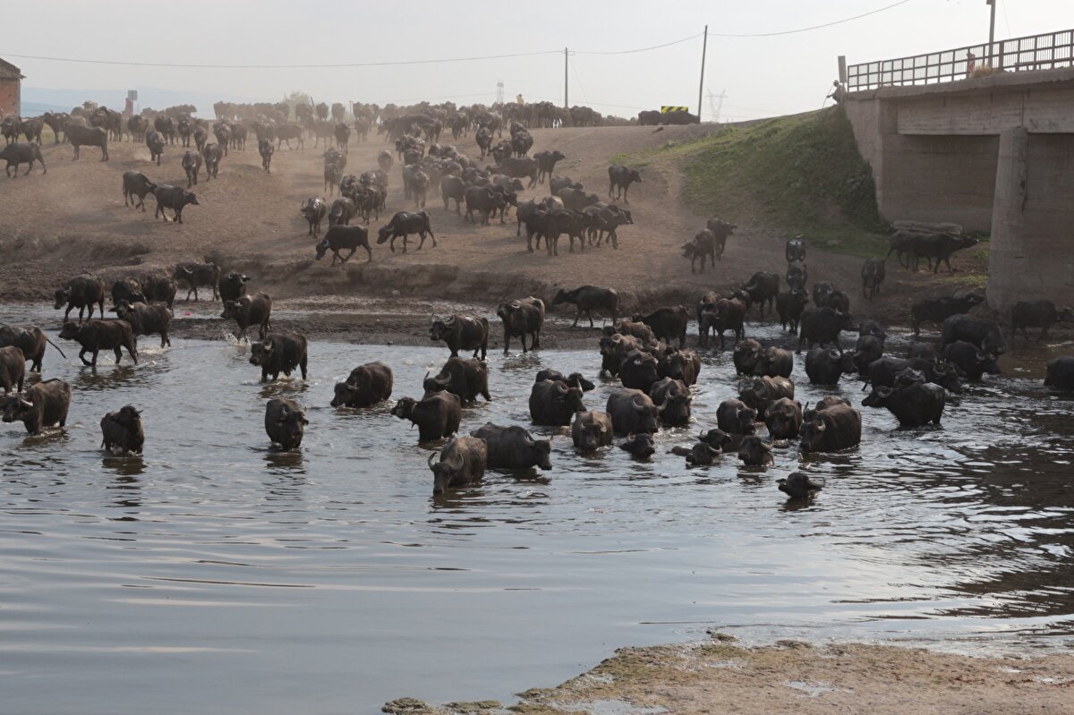 Sadece Balıklı kırsal mahallesinde bin 500’ün üzerinde manda varlığının bulunduğunu söyleyen yetiştiriciler, mandadan elde ettikleri süt, kaymak ve yoğurdun ülke genelinde büyük rağbet gördüğünü ifade ediyorlar.