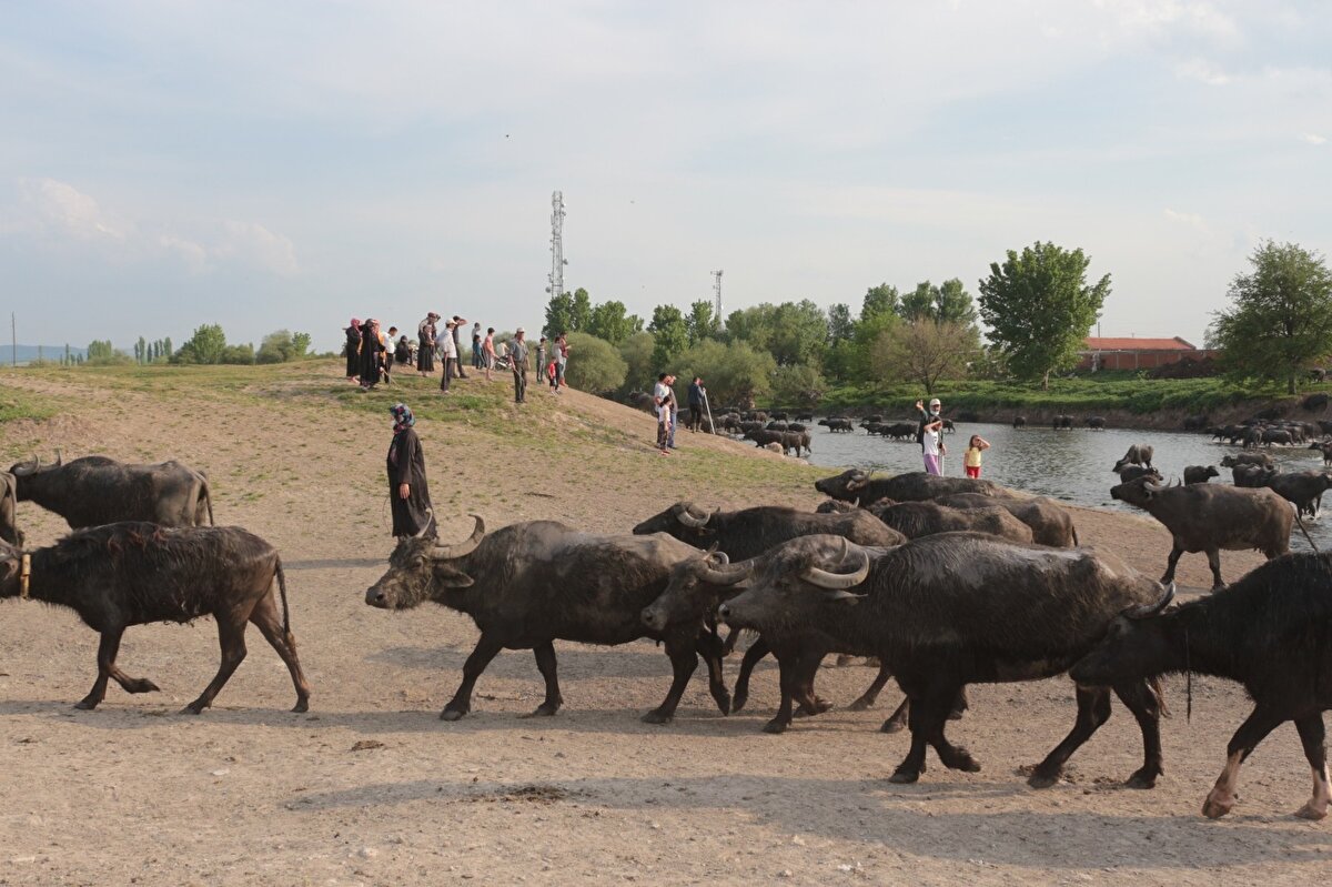 Manda sütünü kaymak, yoğurt yapıp Balıkesir’e, çevre ilçe ve illere satıp kazanç sağladıklarını belirten Börekçi, "Burdan bir dilim ekmek yiyoruz. Mandacılık yapmaktan çok memnunuz. Pandemi döneminde izin belgesi olduktan sonra her tarafa süt daha çok gitmeye başladı, istek arttı. Bence pandemi dönemi mandacılıkla uğraşan bizler için daha yararlı oldu. Şu anda manda sütü fiyatı toptan olarak 7 lira, perakende olarak da 10-12 lira arasında satılıyor. Manda sütü şimdilerde dondurmada kullanılmaya başlandı. Manda sütünün yararları da çok. İnsanlarda oluşan şişliği indiriyor. Uzmanlar manda sütünün büyük yararı olduğunu söylüyorlar. Kanseri bile önleyen bir madde olduğunu söylüyorlar. Pandemide daha çok meydana çıktı manda sütüne oldukça büyük talep var” ifadelerini kullandı.
