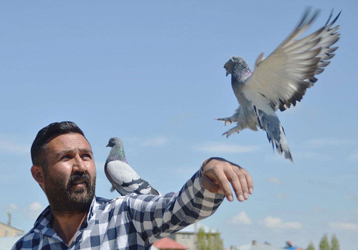 Ağrılı Metin Kaya, 300'e yakın güvercinine yuva yapmak için yaklaşık 350 bin lira harcadı. Satın aldığı 2 dönüm arazi ve konteynerden kümes kuran Kaya, gününün büyük bir bölümünü güvercinleri ile geçiriyor.
