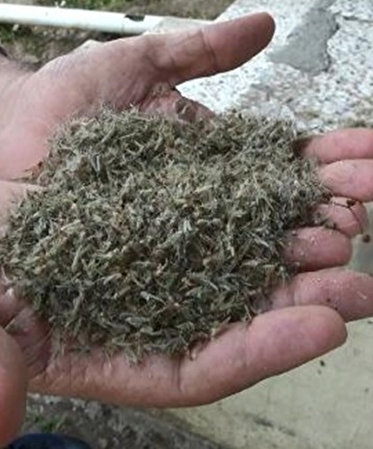 Sineklerden doları sokakta bile yürüyemediklerini söyleyen Yeter Turhan, “10 yıldır Büyükçekmece’de oturuyorum, sineklerden çok rahatsızım. Bu sinekler yeşil renkli ve daha çok ışığa geliyor. Balkonda oturamıyoruz. Sokakta dahi yürüyemiyoruz. Sinekler gözümüze ve burnumuza giriyor. Yıllardır bu sorunu yaşıyoruz. Bu sorunun gölden kaynaklandığını düşünüyorum. İlaçlama henüz yapılmadı. Bu durumdan çok şikayetçiyiz. Şu an ise balkonumdaki sinekleri temizliyorum. Yetkililerden bir an önce ilaçlama istiyoruz. Biz bu sorunu her yıl yaşıyoruz. Bu sorunun bir şekilde aşılmasını talep ediyoruz" dedi. 

