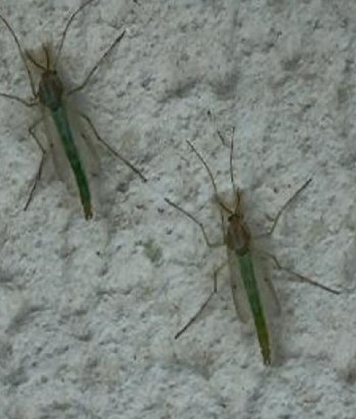 Büyükçekmece’de özellikle akşamları ortaya çıkan 'göl sineği' yani kronomid, semt sakinlerini bıktırdı. Özellikle Büyükçekmece Gölü kıyısındaki sazlık alan ile çevre mahallelerde görülen sinekler nedeniyle vatandaşlar balkon kapıları ile pencerelerini açamıyor. Vatadaşlar, yetkililerin bu duruma bir an önce çare bulmasını istiyor.

