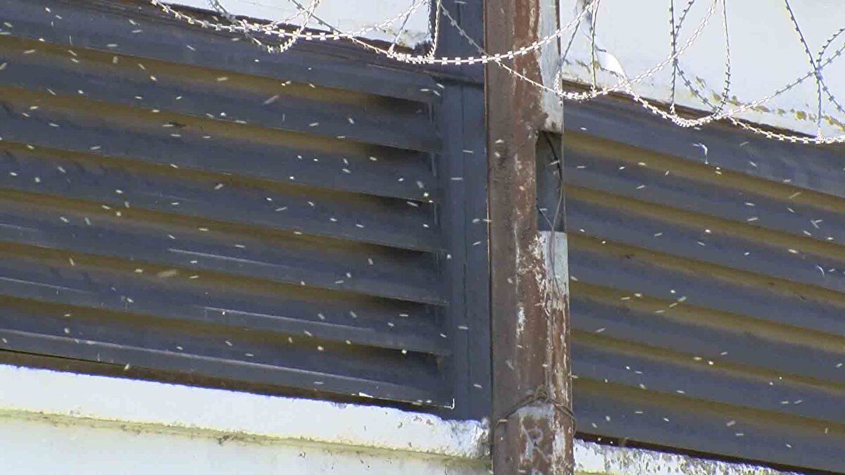 Sineklerin daha çok akşam saatlerinde ışığa geldiklerini belirten Miyesel Çaylar, “Sivrisinekler yüzünden camları açamıyoruz. Arada bir ilaçlama yapılıyor ama yetersiz. Camı açtığımız zaman evin içi kuyruklu sineklerle doluyor. Bu sinekler ısırıyor, çok rahatsız oluyorum" diye konuştu. 
