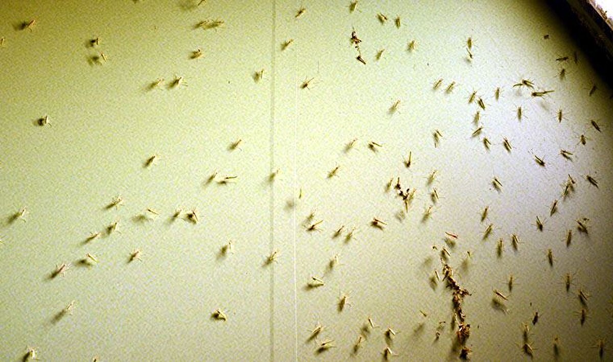 Hava almak için bile balkona çıkamadıklarını söyleyen  Ayten Karadağ da “Sivrisineklerden çok şikâyetçiyim. Dün akşam balkona çıktım, bütün sinekler evin içine doldu. Çıkarmak için uzunca uğraştık. Dünden beri çamaşır suyuyla evin tavanını siliyorum. Belediyemizin en kısa sürede bu duruma bir çare bulmasını istiyoruz" diye konuştu. 

