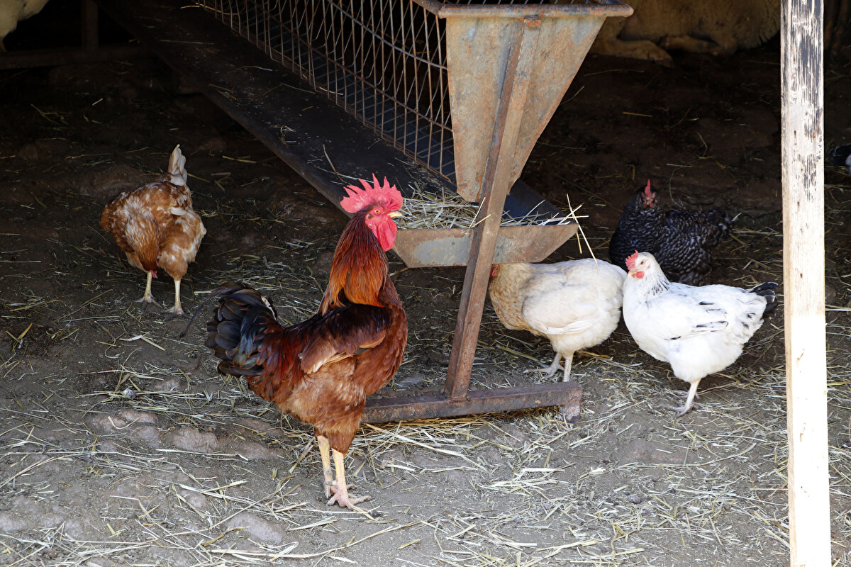 Köylerinde herkesin corona virüsle mücadele kapsamında mesafeli durduğunu belirten İsmail Yalçınkaya (85), kimsenin maske takmadan sokağa çıkmadığını söyledi.
