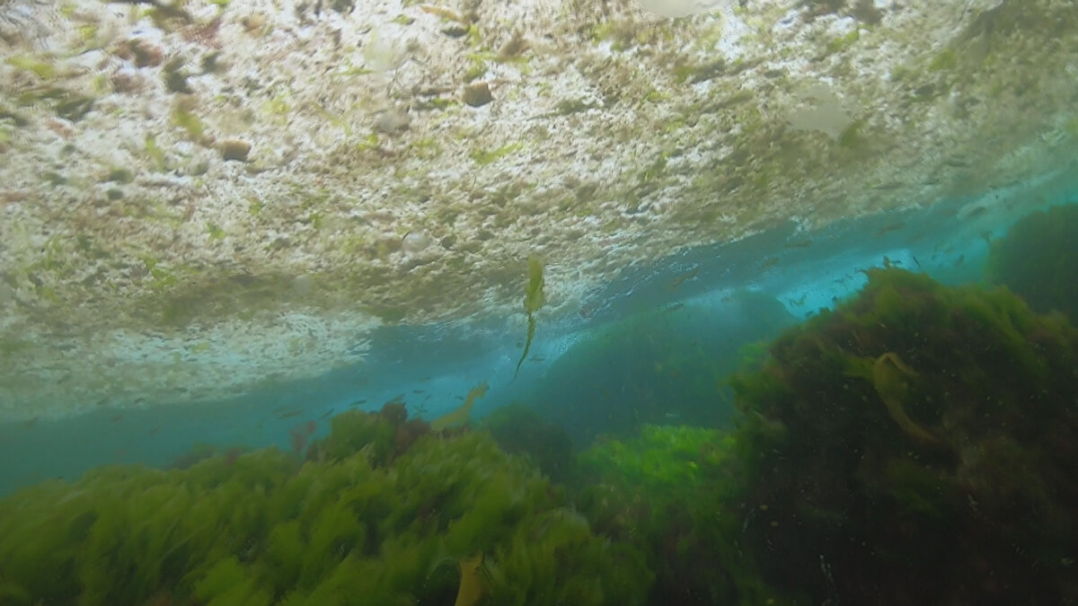 Dalgıç İsa Şahintürk, Kadıköy Sahili'nde Marmara'nın dibini saran deniz salyalarını su altı kamerası ile görüntüledi. İsa Şahintürk, "Günden güne oltayla avladığımız balıklar azaldığı için dalış yapıyorum. Hem su altı canlılarını inceliyorum hem de dalış yaparak balık avlıyorum. Son zamanlarda deniz salyaları yüzünden balıklar da azaldı. Bunun sebebi, Marmara'daki deniz suyunun sürekli kirlenmesi. Bu yüzden dalışlarda da artık balık göremez olduk" dedi.

