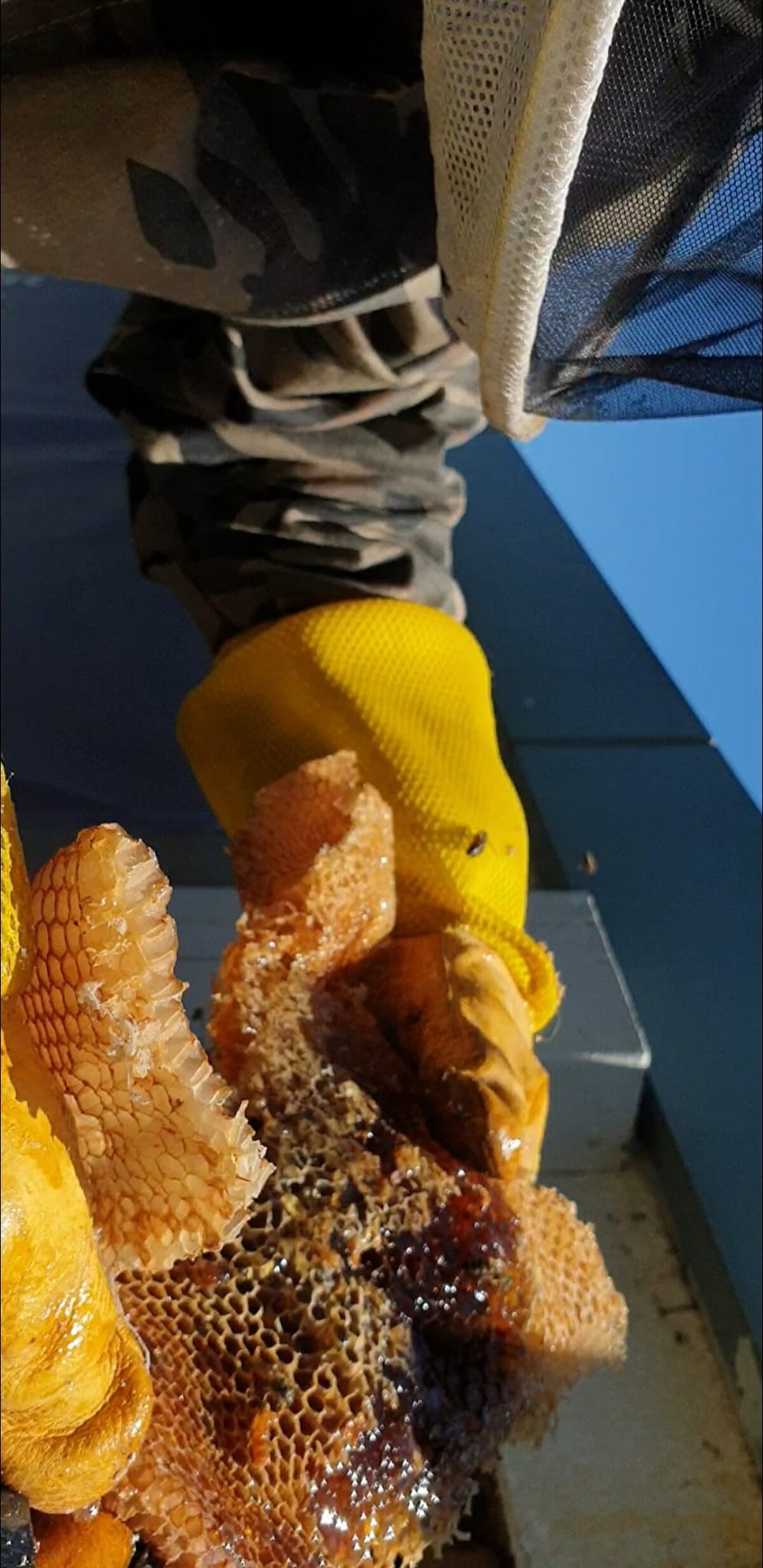 İstanbul Bakırköy'de Şenlikköy Mahallesi Florya Caddesi üzerinde bulunan özel bir okulun görevlileri, okul içinde ve bahçesinde çok sayıda arı olmasından şüphelenip, profesyonel arıcılardan yardım istedi.
