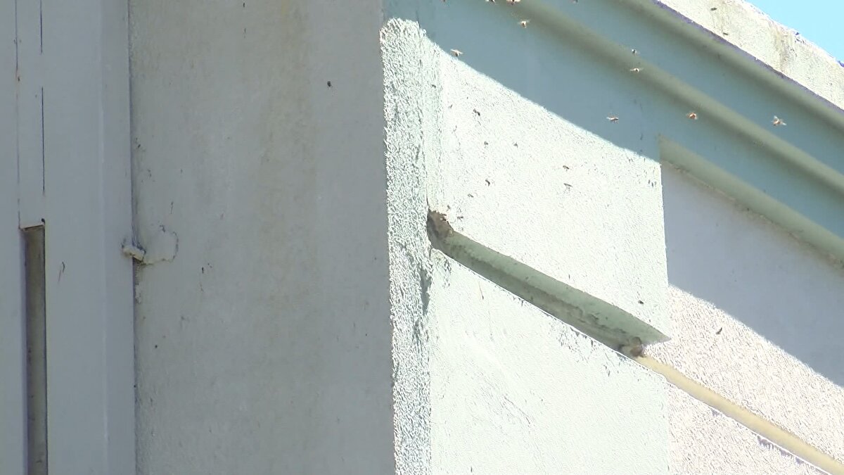 Arıcı Cem Ersever, “Okul yönetimi haber verdi. Arı varmış bahçede. Öğrencilere zarar vermemesi için alınmasını talep etti. Biz de gelerek, aşağıya indirdik. Rahat 50 kilo üzerinde bal çıkarttık. Kraliçe arı ve yavru arıları peteklere aldık. Onları şimdi 5 kilometre uzakta bir lokasyona yerleştireceğiz” dedi.
