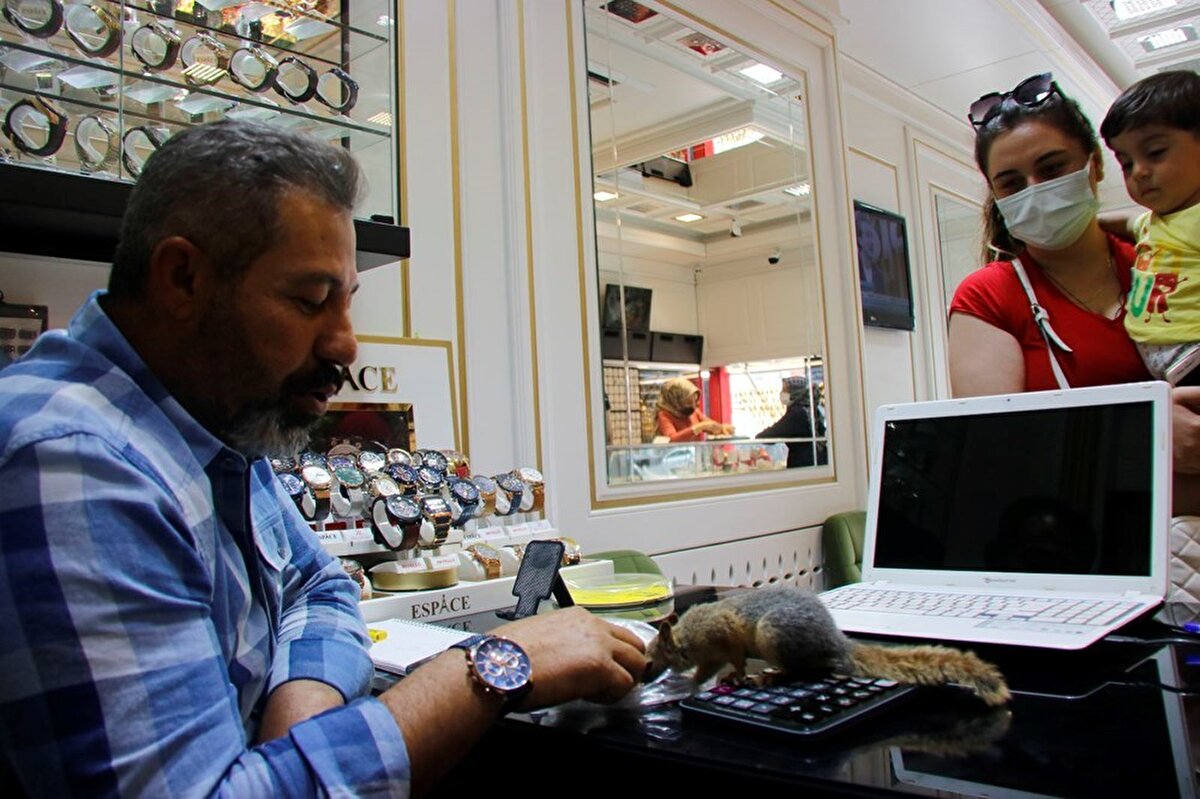 İyileşen iki sincap doğal alana bırakılırken, bir sincap, yarasının iyileşmemesi nedeni ile doğaya bırakılmadı. Sincap, bu süreçte tedavisi ve bakımıyla ilgilenen Mehmet Yüksel’e alışmaya başladı. Sincap, alıştığı Mehmet Yüksel dışında personelin para kasasından para almaya çalışmasına müsaade etmemeye başlayarak müdahale etmeye başladı.