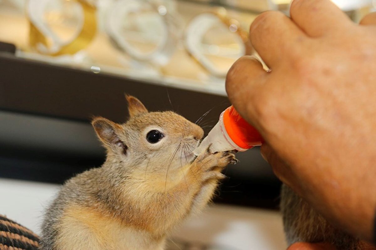 Yetim oldukları için hayvanları korumaya aldıklarını ifade eden Yüksel, 2 kardeşi şu anda doğaya bırakıldı. Biri bizde kaldı. Bizde kalmanın sebebi ayağında bir sakatlık vardı, tedavisi sürüyor. Bunu da tedavi bittikten sonra tekrar doğa ortamına salacağız ifadelerini kullandı.