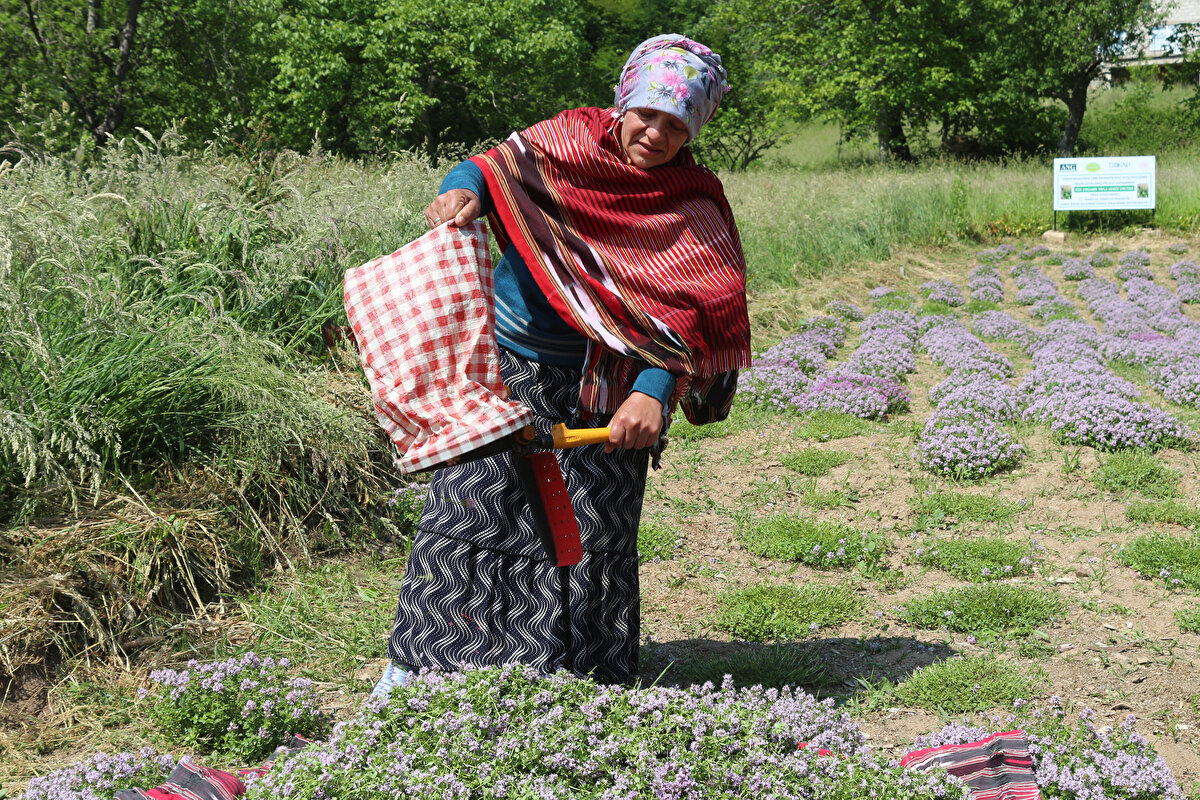 Bu bitkiler arasında ilaç, gıda ve kozmetik sektöründe kullanılan 40 tıbbi ve aromatik özelliği bulunan bitkinin üretimi için çalışma başlatıldı.
