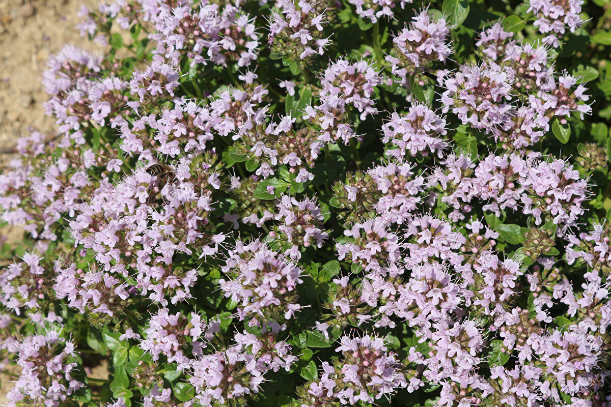 DOKAP Başkanı Hakan Gültekin 9 ilde endemik bitki türlerini araştırdıklarını ve 450 bitki türünün envanterinin çıkarıldığını söyledi.

Gültekin, "Bu bitkiler arasında 40 bitki için hedef koyduk. 9 ilde bu bitkilerin yetişeceği alanlarda saha çalışmalarına başladık. Üreticileri tespit ederek eğitimler verdik. Laboratuar süreçleri ile ilgili deney ve analizlerin son aşamasına geldik. Elde ettiğimiz ürünleri ticari kazanç haline getirmeye çalışıyoruz. Bu bitkiler kozmetik, gıda, ilaç ve boya sanayinde kullanılıyor. Biz işin maddi destek ve saha çalışmasında varız. Laboratuar ve diğer alanlarda ise Tarım ve Orman Müdürlüklerimiz ile üniversitelerimiz çalışma yürütüyor” dedi.
