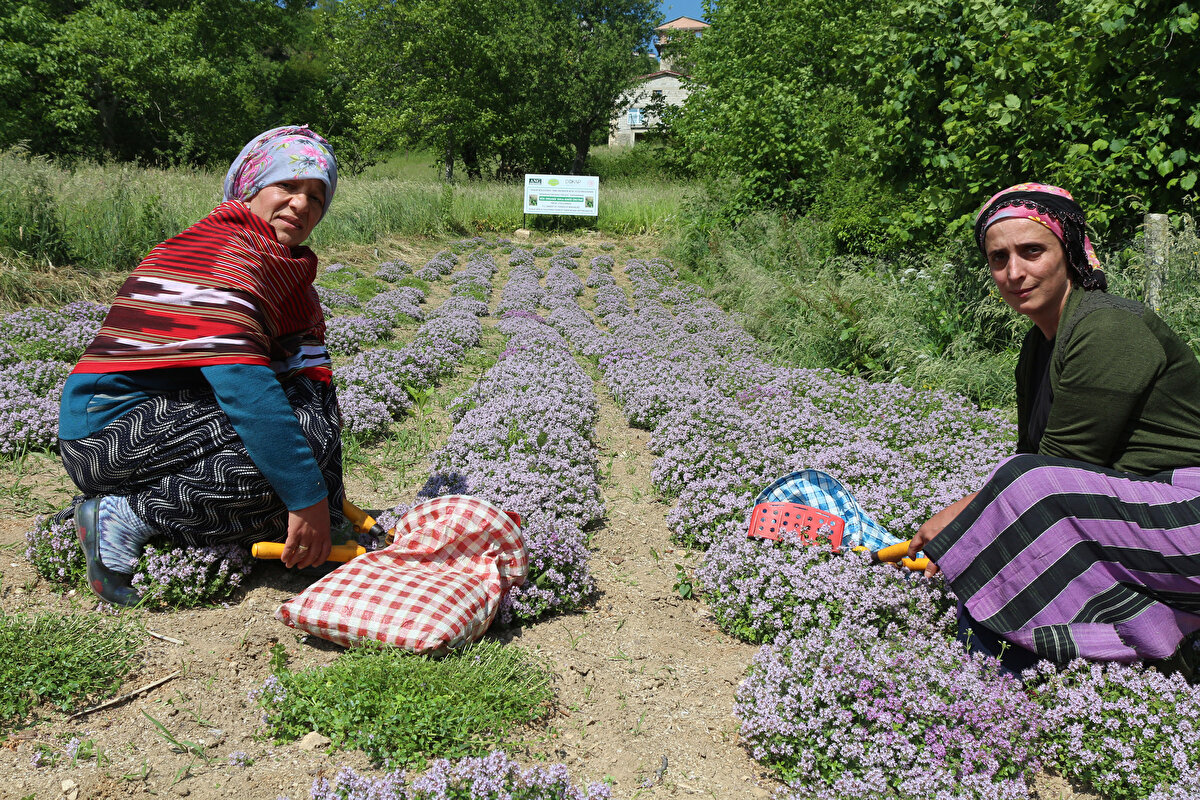 İlk etapta yayla kekiği için örnek bahçeler kuruldu. Rize’nin İkizdere ilçesi Çağrankaya Mahallesi'nde hazırlanan örnek bahçede geçen yıl ekilen yayla kekiği deneme üretimi olumlu sonuç verdi.
