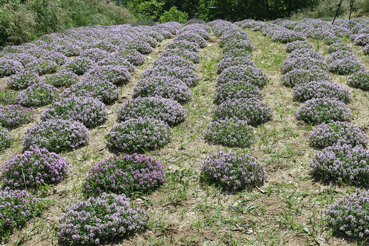 Selçuk Üniversitesi Ziraat Fakültesi Tıbbi Bitkiler Ana Bilim Dalı Başkanı Prof. Dr. Yüksel Kan da katma değeri yüksek olan kekiğin gıda, baharat, ilaç, arıcılık sektöründe kullanıldığını belirterek "İthal ettiğimiz ürünler arasındaki yayla kekiğini üretmeye başladık. Bu bitkinin içerdiği antimikrobiyal pandemi döneminde çok önemli bir hal aldı. Bu tür ürünleri kendi yerli ve milli üretimlerimizle desteklemek zorundayız. Doğu Karadeniz’in yer üstü madenleri dediğimiz bu yeşil incileri insanların sağlığına katkı için kullanacağız” diye konuştu.

