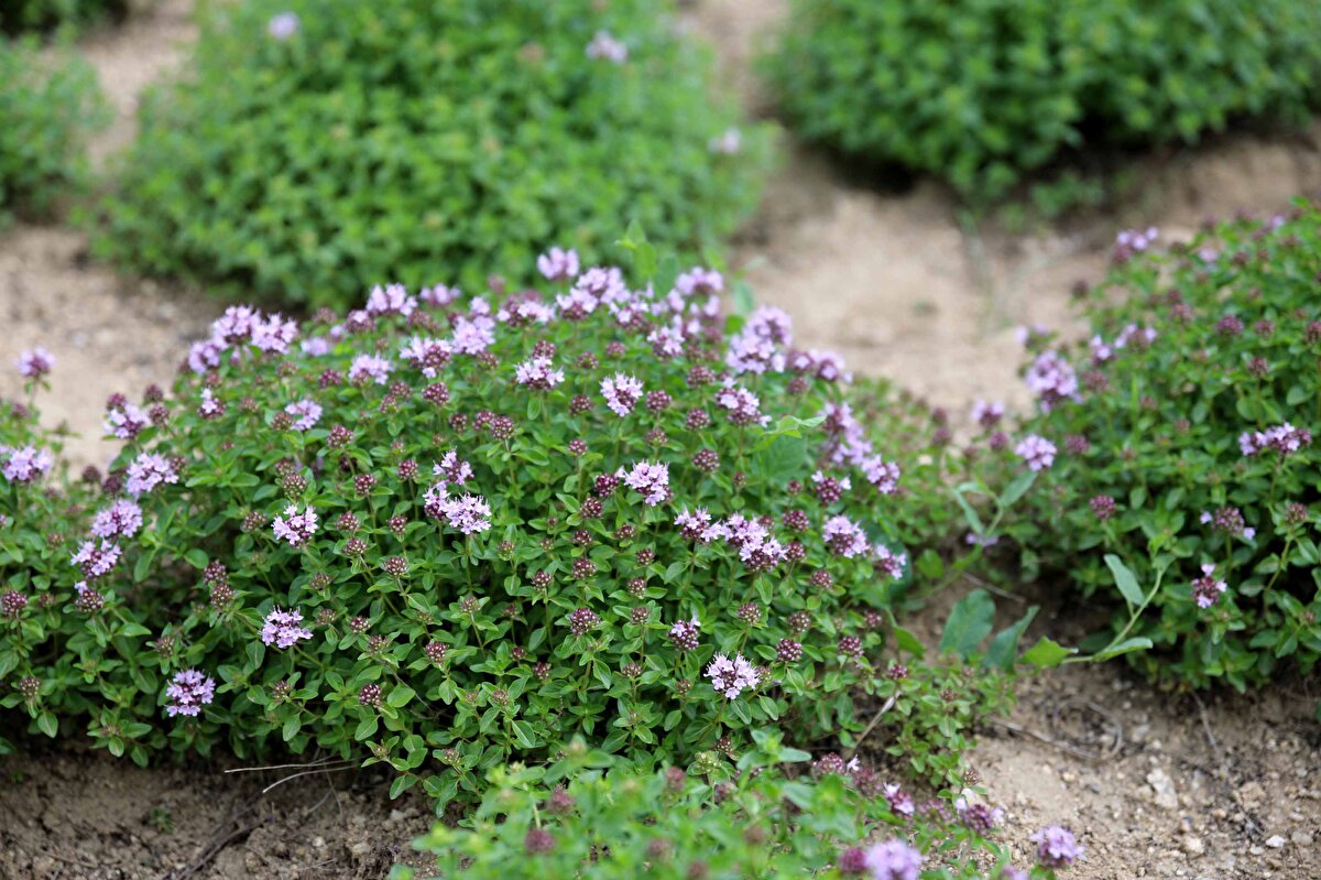İnsan bedenine kuvvet vererek güçlendiren yayla kekikleri, ilaç, gıda ve kozmetik sektörü için kullanılacak. 

İçerdiği karvakrol, timol gibi değerli etken maddelerinden dolayı tıbbi ve aromatik bitkilerden olan yayla kekiği arıcılık sektörü için de kullanılıyor.