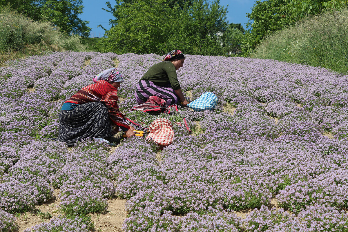 Sanayi ve Teknoloji Bakanlığı Doğu Karadeniz Projesi (DOKAP) Bölge Kalkınma İdaresi Başkanlığı’nca ‘Tıbbi ve Aromatik Bitkilerin Envanterinin Çıkarılması Eğitim ve Araştırma Projesi’ kapsamında 9 ilde yapılan saha çalışmasında 450 endemik bitki türü tespit edildi.
