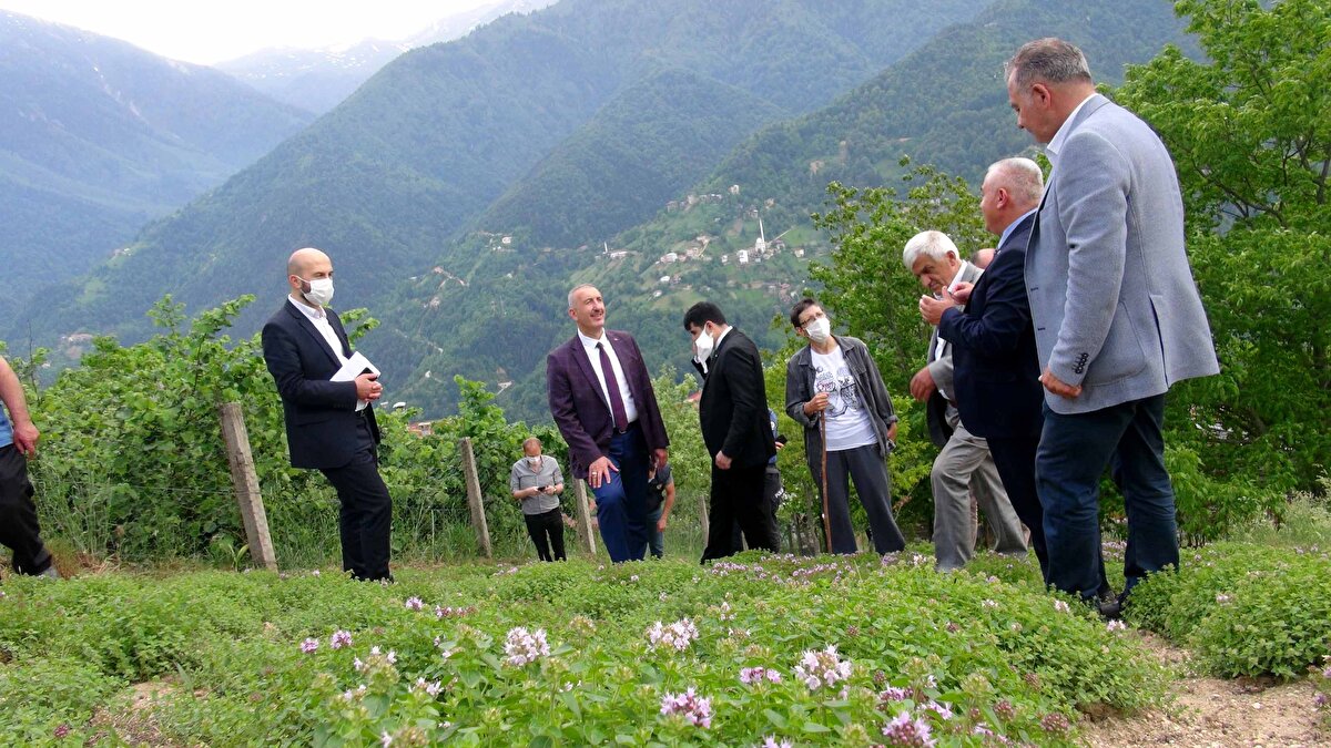 Uzmanlara göre corona virüse karşı mikropların varlığını azaltma gücüne sahip antimikrobiyal ilaçların hammaddesi yayla kekiği immün ve solunum sistemlerinin yanı sıra sindirim, sinir ve diğer vücut sistemlerini destekleme özelliği ile biliniyor.
