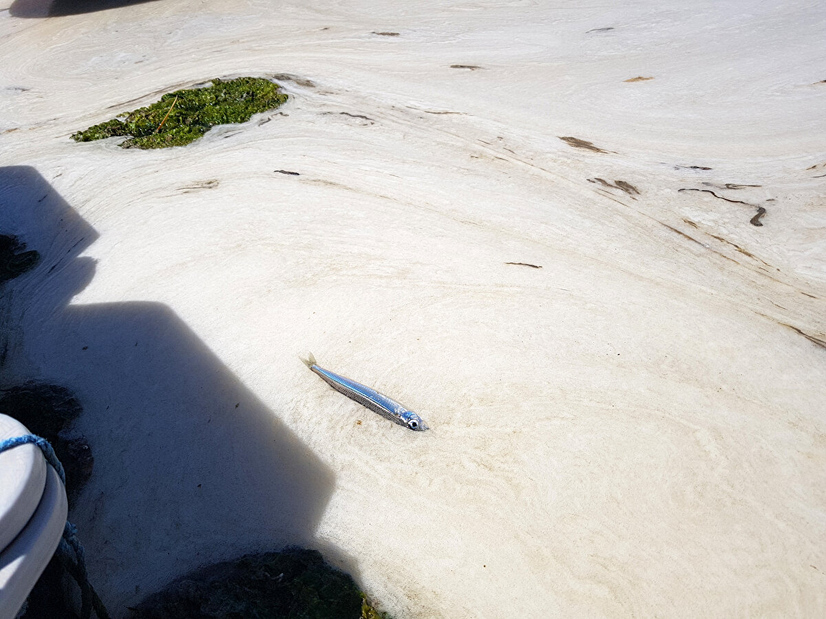 Bazı balıkların salya nedeniyle öldüğü görüldü.
