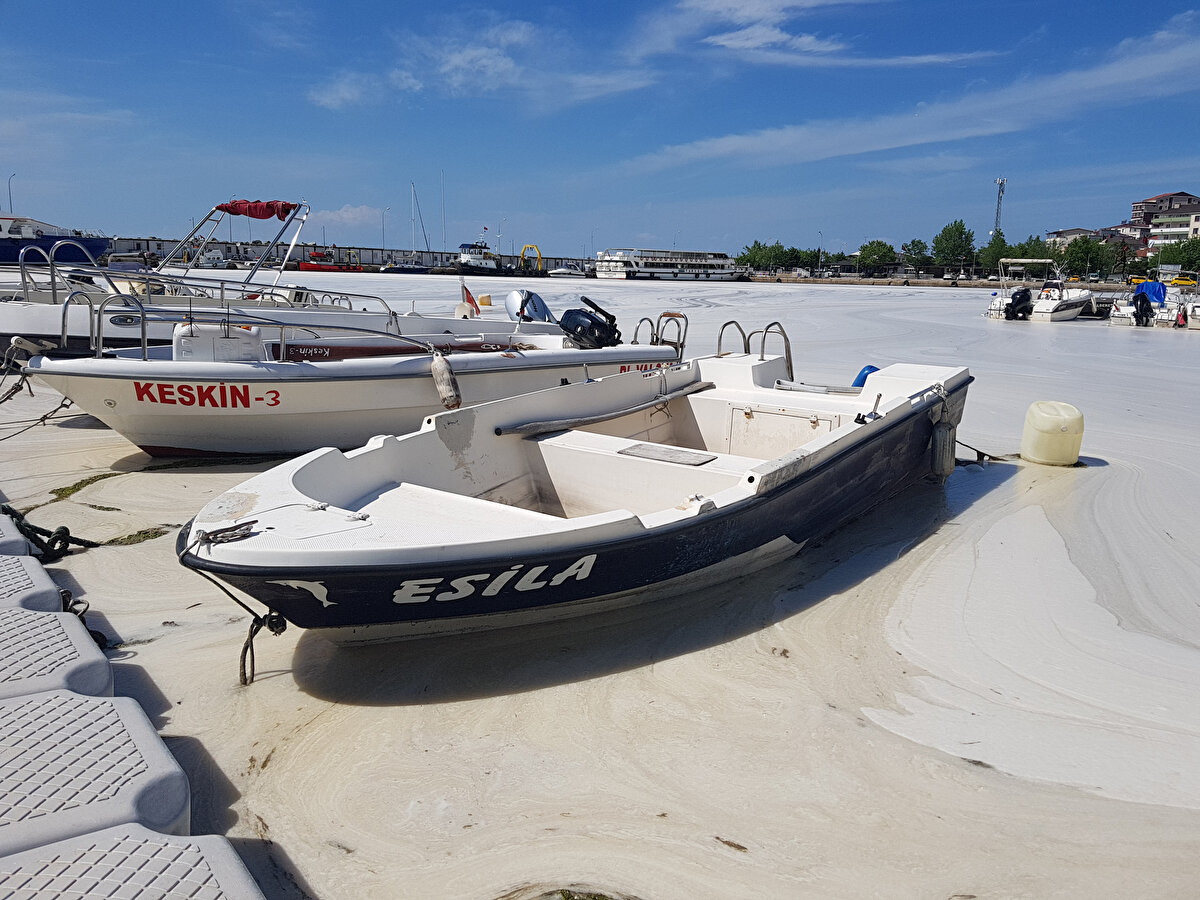 Deniz salyası, yat limanındaki teknelerin etrafını çevreledi.
