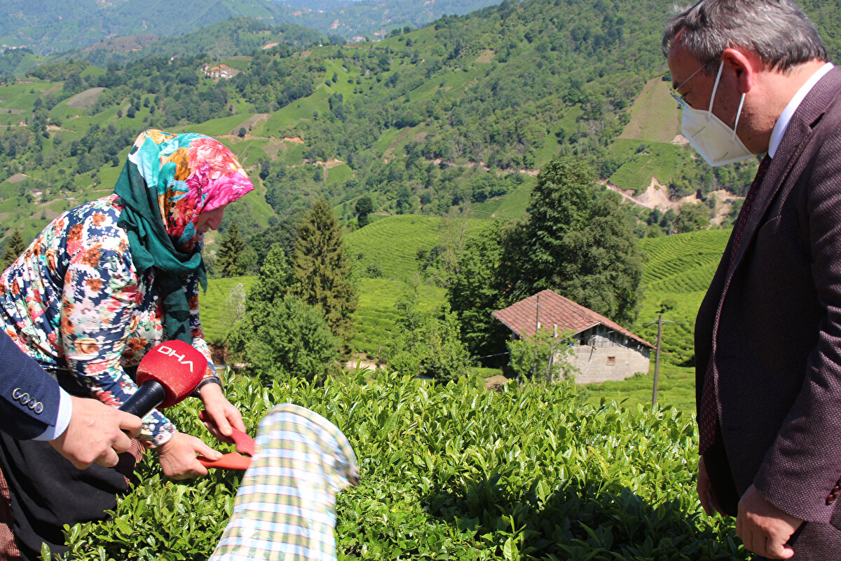 Alim, çay hasadının üreticilerce ailece yapılması önerisinde bulundu.