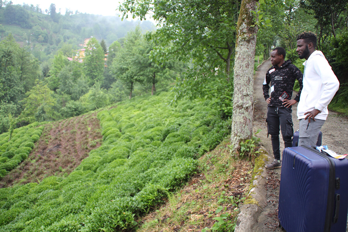 Doğu Karadeniz'de; Rize, Trabzon, Artvin ve Giresun illerinde, 830 bin dekar alanda 1 milyon üretici aile tarafından yapılan yaş çay üretiminde hasat dönemi başladı.