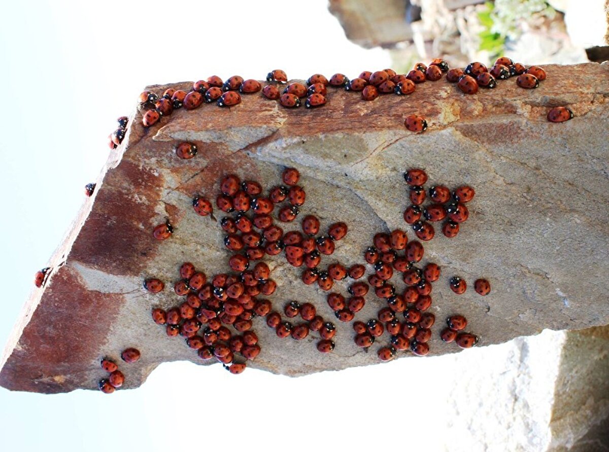 Bölgeye çıkan dağcılık kulübü başkanı Büşra Tecirli, bölgenin turizme kazandırılmasını istedi.
Tevfik Sever ise 1 metrekarelik taşın üzerinde binlerce uğur böceğinin yer aldığını söyledi.