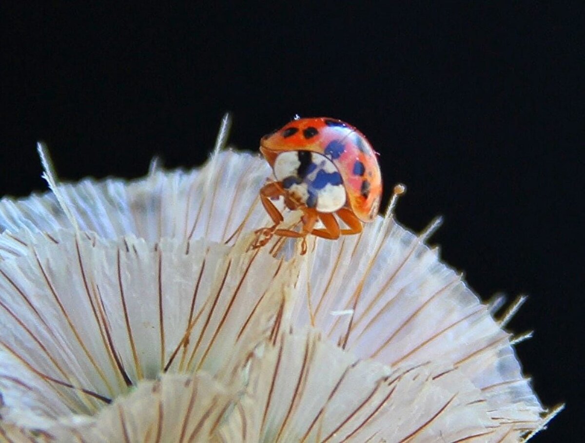 Rüzgar almayan kuytu kayalıkların arasında yaşamayı tercih eden böceklere zarar vermeden ziyaret eden doğa severler, bölgenin turizm açısından önemli olduğunu söyledi.