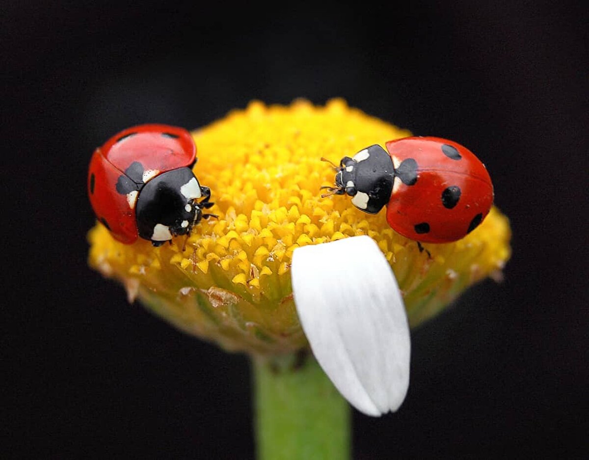 Kahramanmaraş'ın 2 bin 260 rakımlı Uludaz Tepesi'ne göç eden yaklaşık 50 milyon uğur böceğinin bulunduğu alanda uçuş sırasında adeta görsel şölen yaşanıyor.