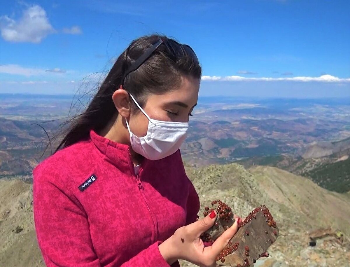 Tıpkı kutup ayıları gibi, kışın metabolizmalarını dondurup kış uykusuna yatan uğur böcekleri yaz aylarında yeniden uyanarak bölgeye canlı ve renkli bir görüntü kazandırıyor.