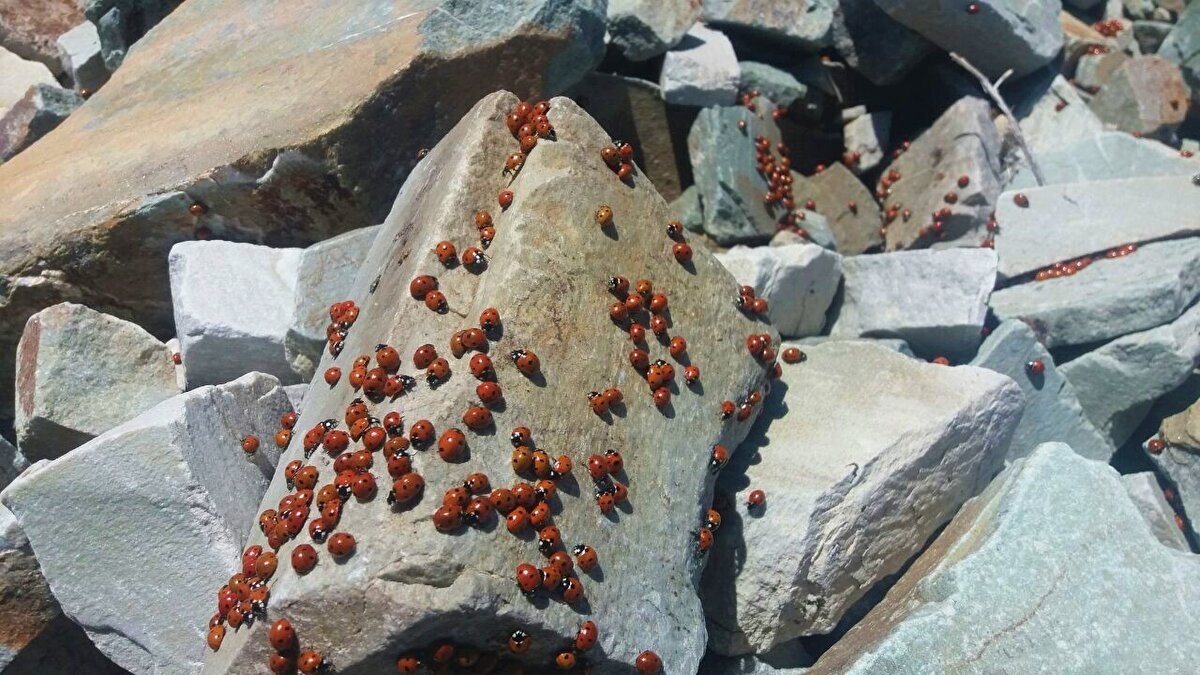 Uğur böcekleri, halk arasında "gelin böceği", “yedi benekli” veya "uç uç böceği" olarak da anılıyor. Zirveyi adeta kırmızıya boyayan uğur böceklerini görmek için ülkenin çeşitli yerlerinden bölgeye doğa tutkunları geliyor. Özellikle fotoğraf tutkunları her yıl Haziran ayındaki bu şöleni fotoğraflıyor.