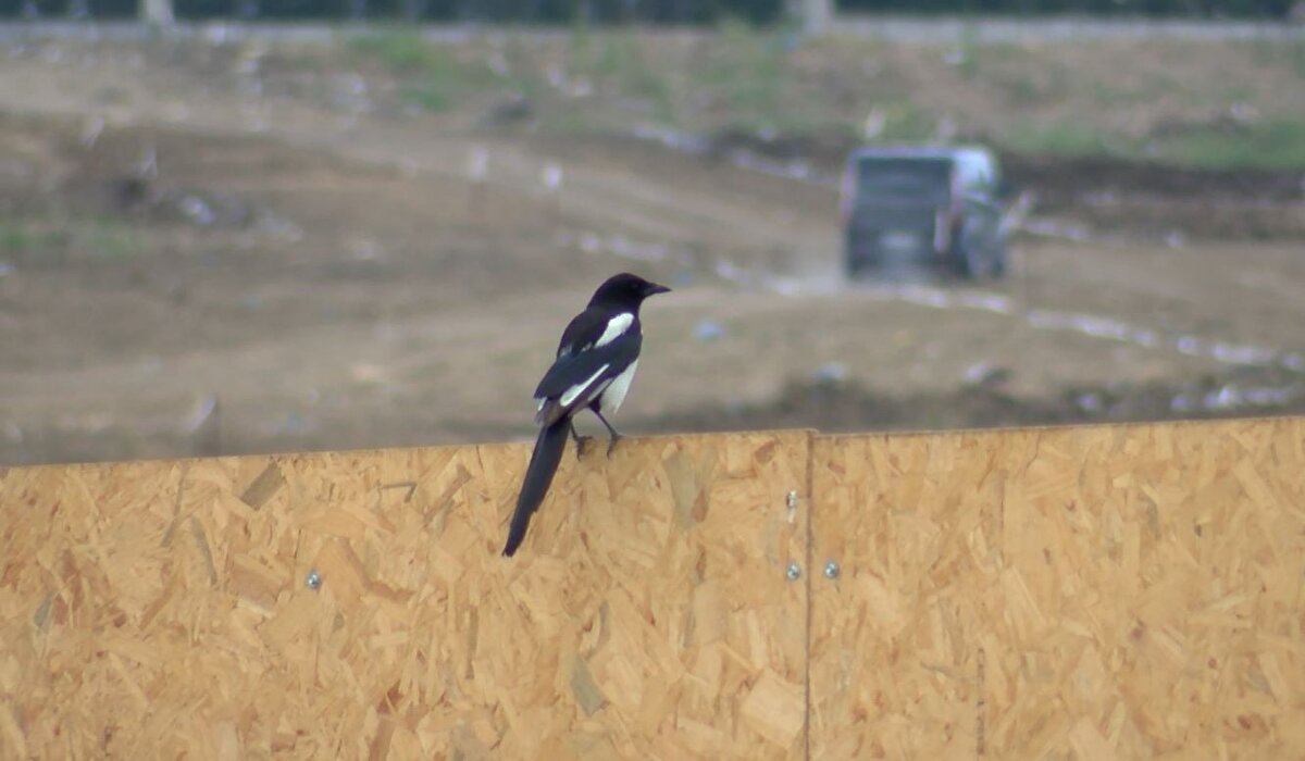 Yılmaz, "Kuştan kuşa sivrisinek bulaştırıyor. Biz aslında bu virüsün kökeninin göçmen kuşlar olduğunu düşünüyoruz. Bizim kuşlarımız göçmen kuşlarla temas ettikten sonra özellikle sivrisinekler onları emdikten sonra bulaştırıyor. Direkt temasla bir bulaş söz konusu değil. Karga sığırcık ve saksağanlarda bunlar çok görülüyor" ifadelerini kullandı.