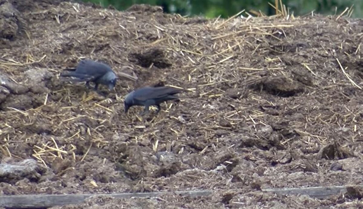 Ateş, eklem ve kas ağrısı yapan virüs, İstanbul'da yapılan çalışmada kuşlarda da bulundu.
İstanbul Üniversitesi - Cerrahpaşa Veteriner Fakültesi tarafından yaklaşık bir senedir ölü kuşlar üzerinde yürütülen çalışmada, 24 karga ve 12 saksağanı incelendi.
İstanbul Üniversitesi Cerrahpaşa Veteriner Fakültesi Viroloji Anabilim Dalı Başkanı Prof. Dr. Hüseyin Yılmaz, yaptıkları çalışmaya ilişkin açıklamada bulundu.