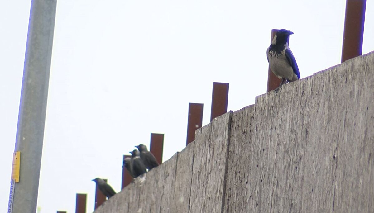İstanbul'da Batı Nil Virüsü görüldü. Sivrisinekler ile 50'ye yakın virüs türü bulaşabiliyor. Onlardan biri de Batı Nil Virüsü ve sivrisineklerden insanlara bulaşıyor.