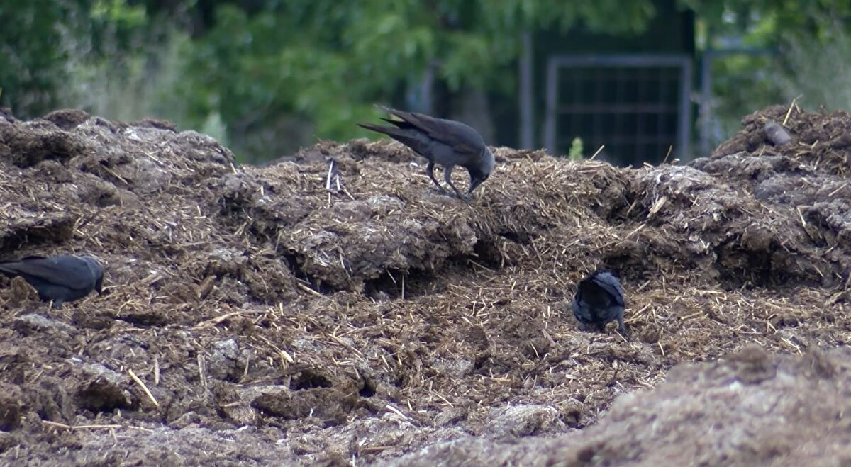 Yılmaz, "Halkımız 'Kuşlardan direkt bana virüs bulaşıyor' gibi algılamasın. Direkt kuşlardan virüs bulaşmıyor. Yine de ölü kuşlara özellikle çocukların açıp onların etleriyle oynayıp, sonra ağızlarına burunlarına götürmemeye dikkat etsinler. Kan yoluyla bulaşabiliyor. Elde çizik falan varsa o şekilde bulaşabilir. Ancak asıl bulaşma yolu sivrisineklerin kuşların kanını emmesi ve onlardan insanlara bulaşıyor" diye konuştu.