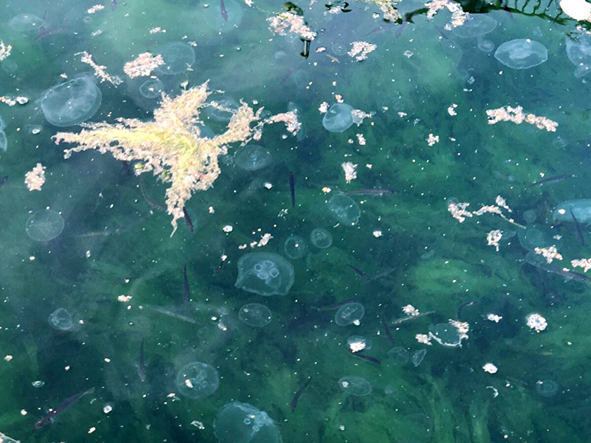 Bölgede incelemelerini de sürdüren Dr. Kesici, hala teknelerin deterjanla yıkandığını ve atıkların denize bırakıldığını söyledi.