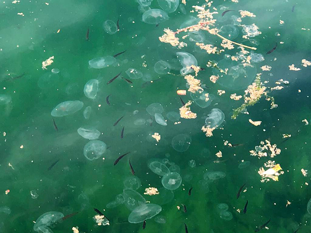 İstanbul, Bursa, Çanakkale, Kocaeli, İznik gibi Marmara Denizi etrafındaki nüfusun 25 milyon civarında olduğuna dikkat çeken Dr. Kesici, “Yapılan çalışmalara göre 1 gün içinde Marmara'ya bırakılan atık su miktarı son 30 yılın ortalaması 2,1 milyon metreküpe ulaşıyor. Bunların hepsi organik ve inorganik maddeler. Bu miktar günümüzde yıllara göre nüfus ve yerleşim alanlarının artmasıyla birlikte sadece 1 günde 3 milyon metreküpün üzerine çıkıyor. Bunda yağış sularının etkisi var diye konuştu.