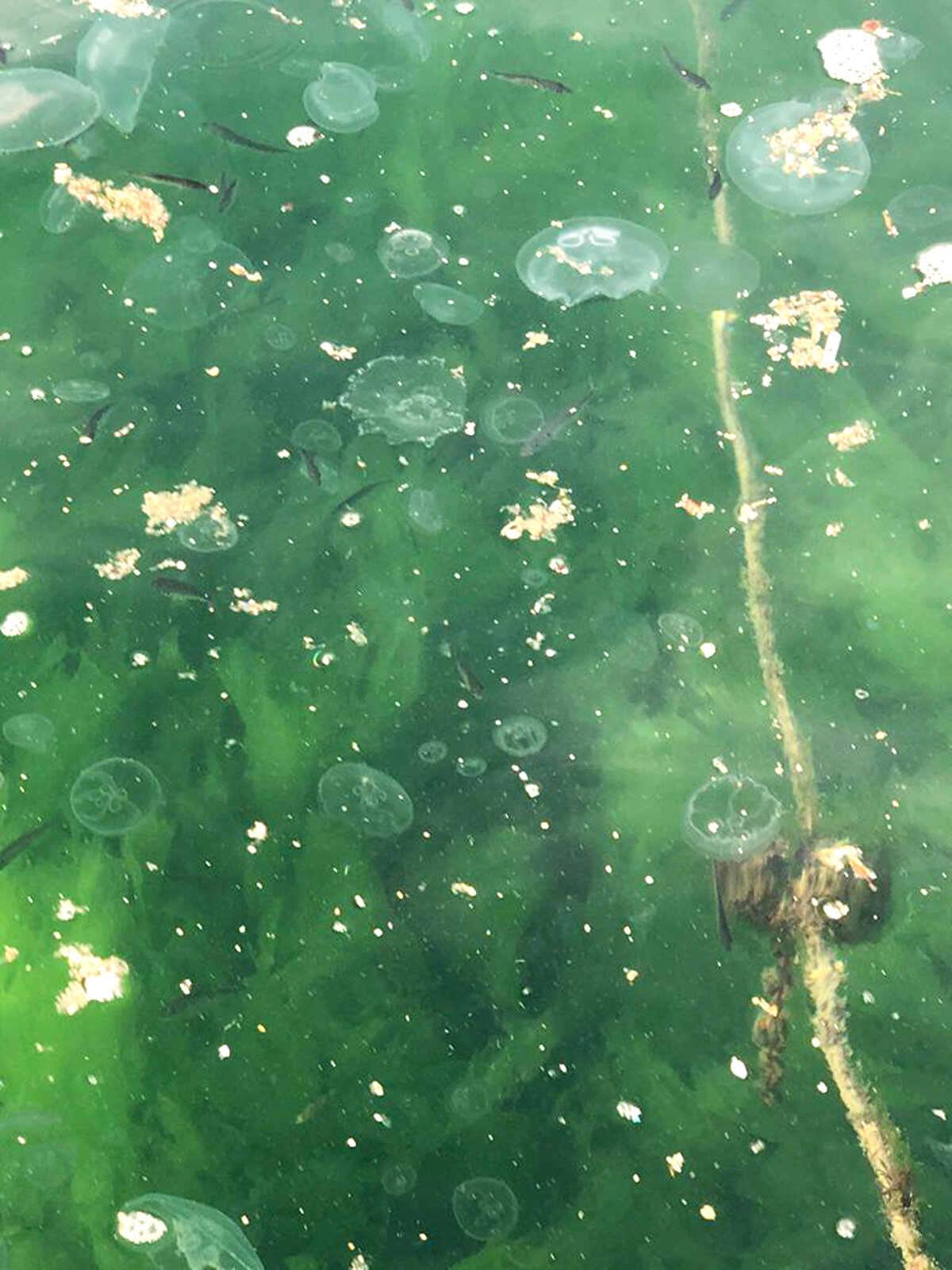 Marmara'yı kirleten etkenleri ikiye ayıran Dr. Kesici, kirliliğin yüzde 90'ının evsel, tarımsal ve sanayi atıklarından, yüzde 10'unun da deniz taşımacılığından kaynaklandığını söyledi. Gemilerin balast suları, atıklarını yıkama işlemleri gibi örnekler veren Kesici, “Bu sabah bir fotoğraf çektim, adam deterjanla yıkadı, denizin belirli kısmı deterjanla kaplandı. Su değiştirme, çöpler, buna benzer sistemler kontrol altında olmasına rağmen maalesef engellenemeyen sistemler. Dışarıdan gelen gemiler de aynı şekilde sintine atıkları yasak ama bırakılıyor dedi.